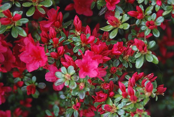R.Hino-Crimson